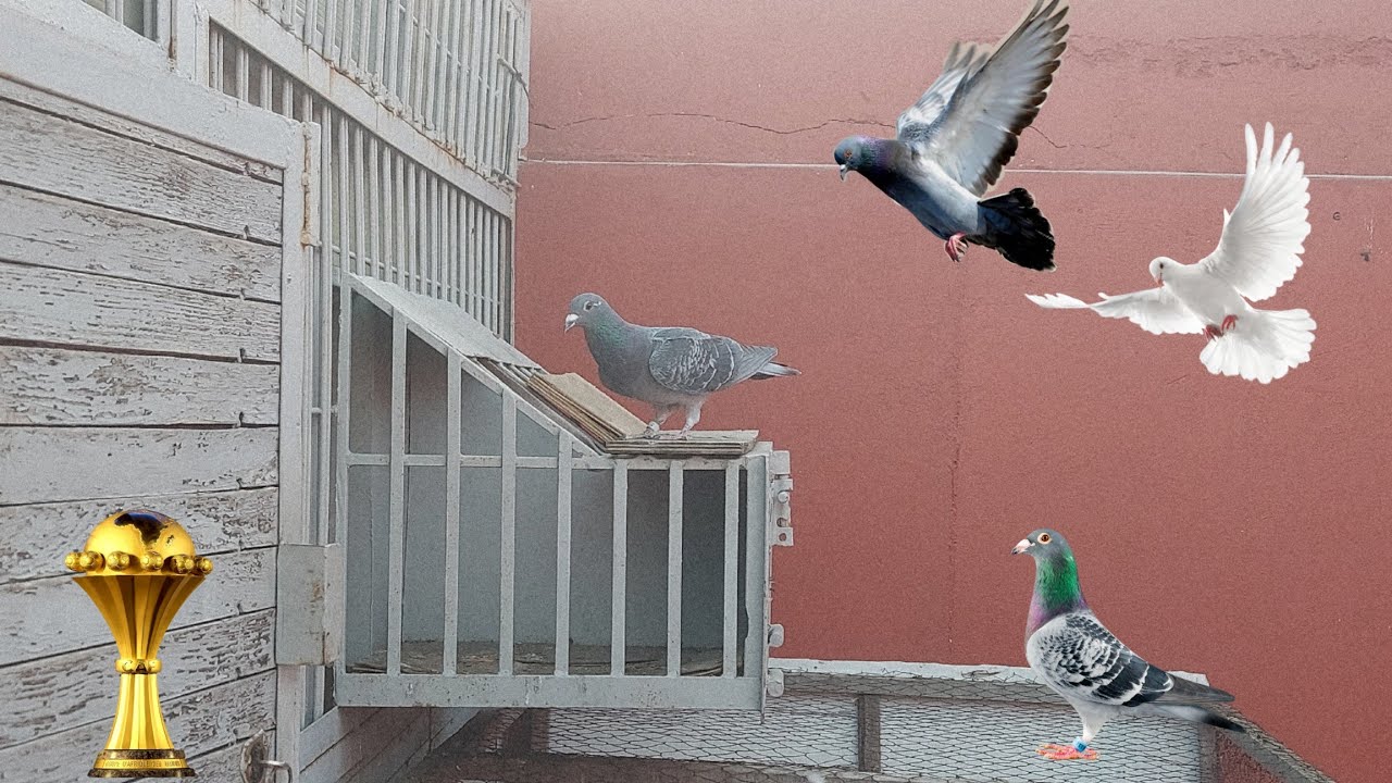 دخول الحمام من مسابقة سيدي بنور أول سباق الحمام الزاجل🕊 2024