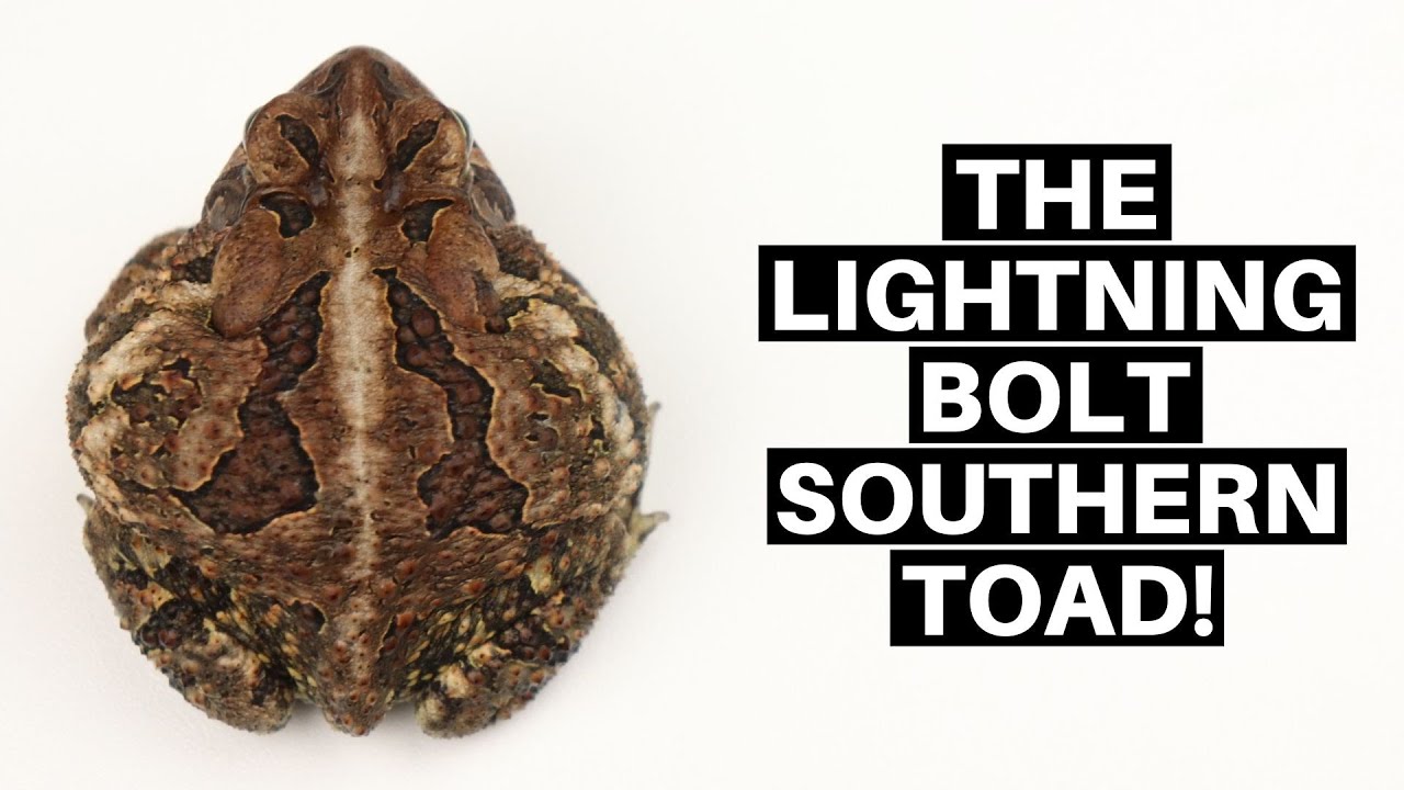 Southern Toad Morphs #2: The Lightning Bolt Southern Toad - Benjamin's Exotics