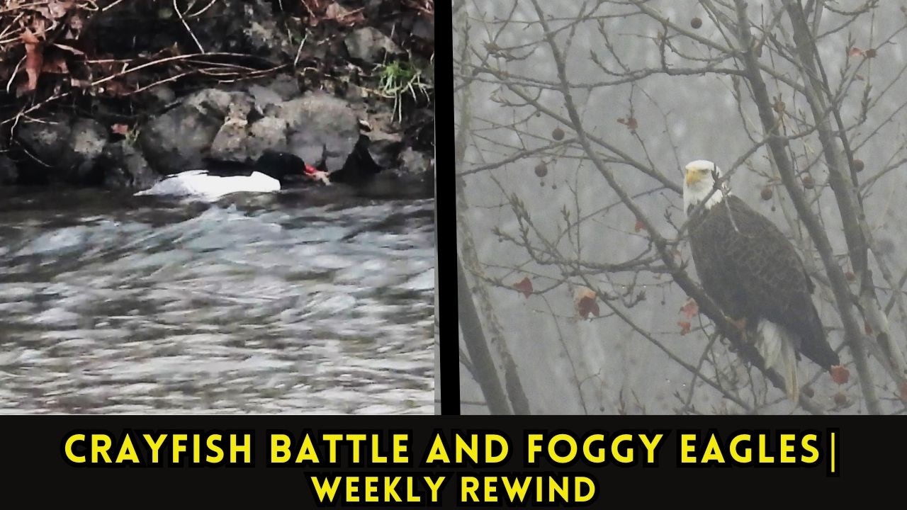 Foggy River Magic: Eagles, Swans & a Merganser's Epic Catch | Weekly Rewind