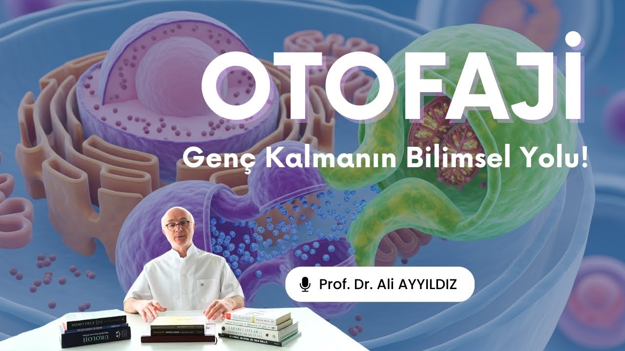 Otofaji Nedir? Hücrelerin Kendi Kendini Yenileme Mekanizması
