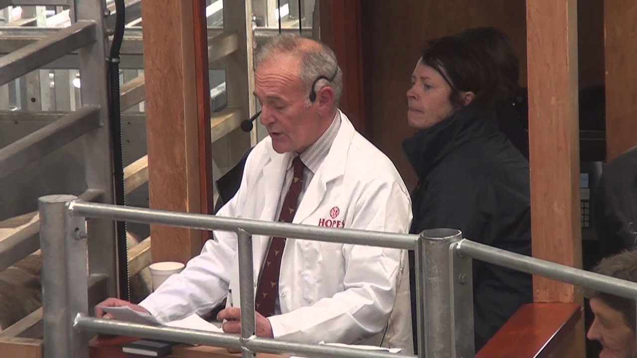 Hopes of Wigton Mart First Prime Cattle Sale at the New Mart March 5th 2013