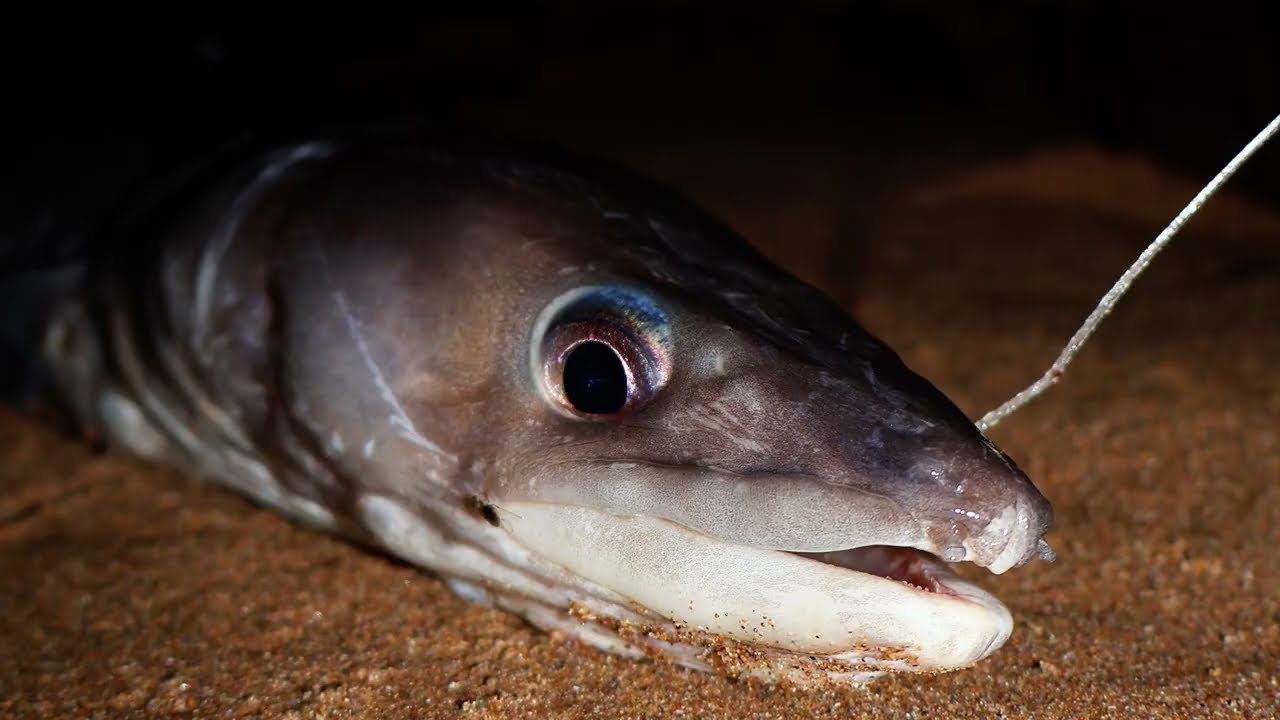 Shore Fishing for Conger Eel at Sunset | خرجة صيد مسائية وصيد سمك السنور _ الفرخ