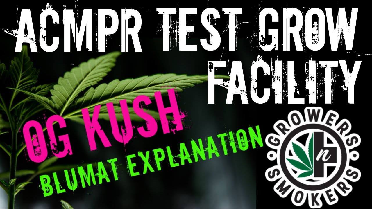 ACMPR Medical Cannabis Grower Blumat Moisture sensing drip irrigation system setup