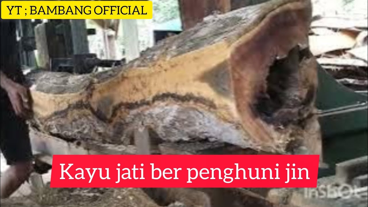 Kayu jati ber penghuni jin#woodworking #teak#wood #bengkelkayu 