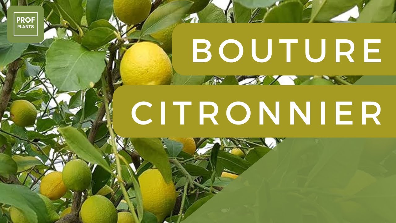 COMMENT FAIRE DES BOUTURES DE CITRONNIER ?