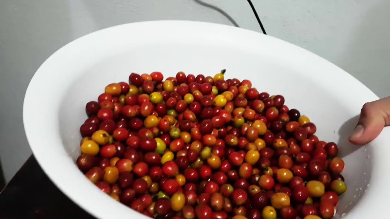 Café Beneficiado con Deshidratación