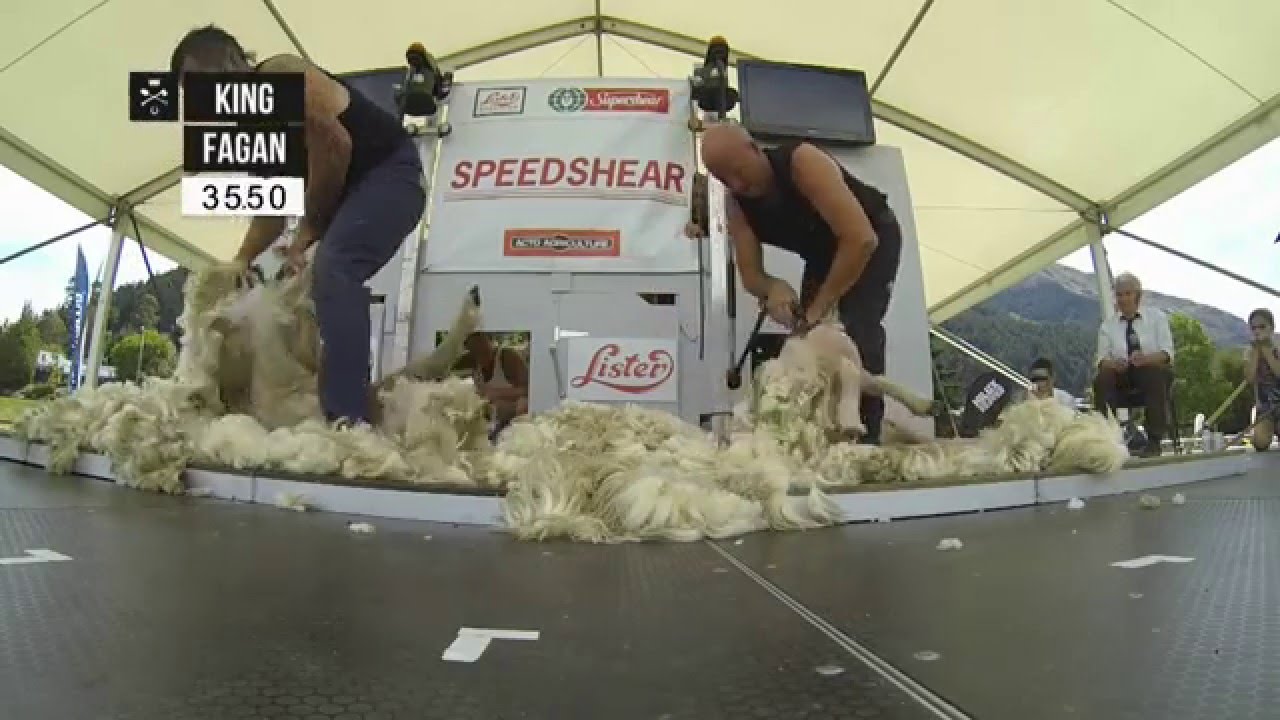 Speed Shearing action at Hilux New Zealand Rural Games 2015
