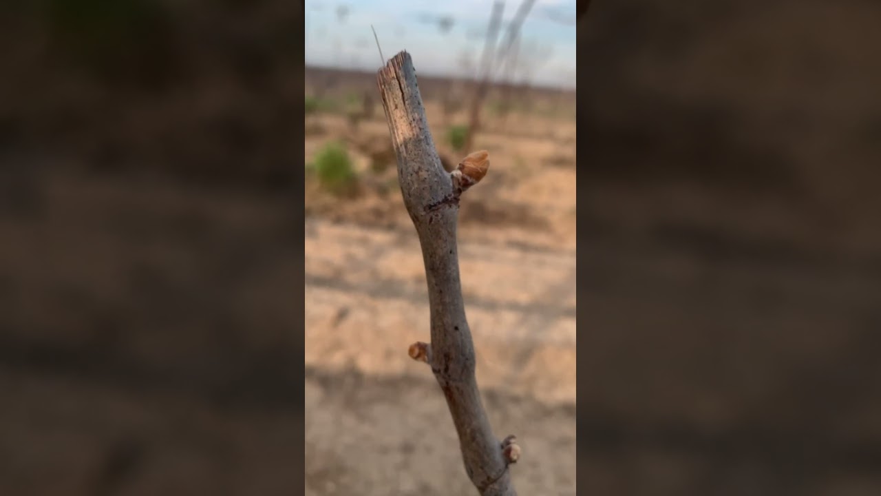 Уловите момент: стадия 