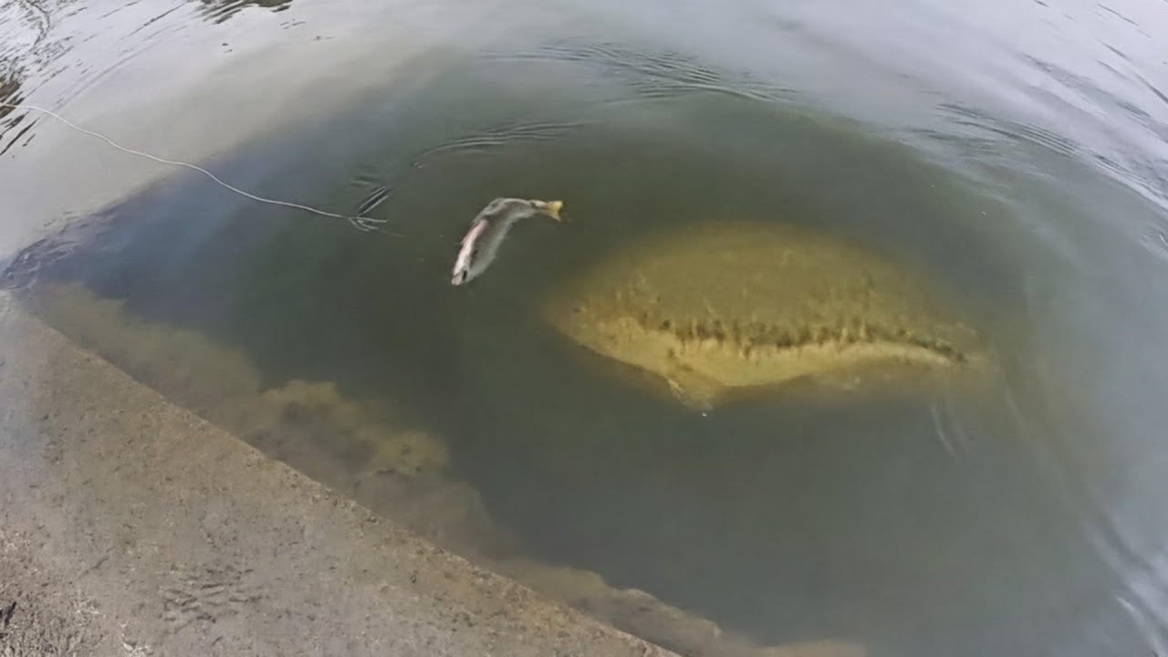 Enormes tucunarés detonando iscas gigantes em pouca água!