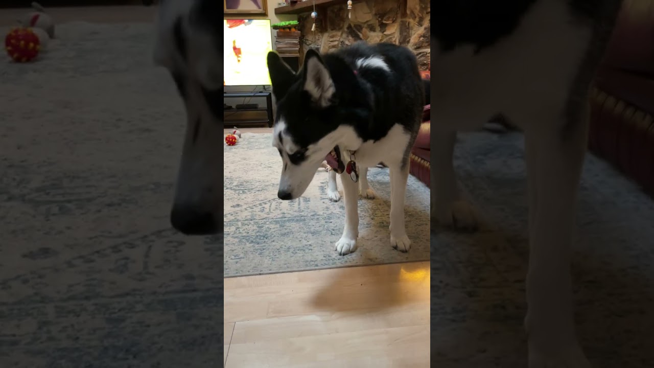 Pre-Dinner Wrestling!😊 #husky #shibainu #dog #cute #funny 
