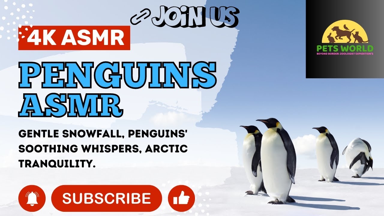 4k PENGUINS ASMR - PETS WORLD BEYOND BORDERS #4K #ASMR #4KASMR #PENGUIN