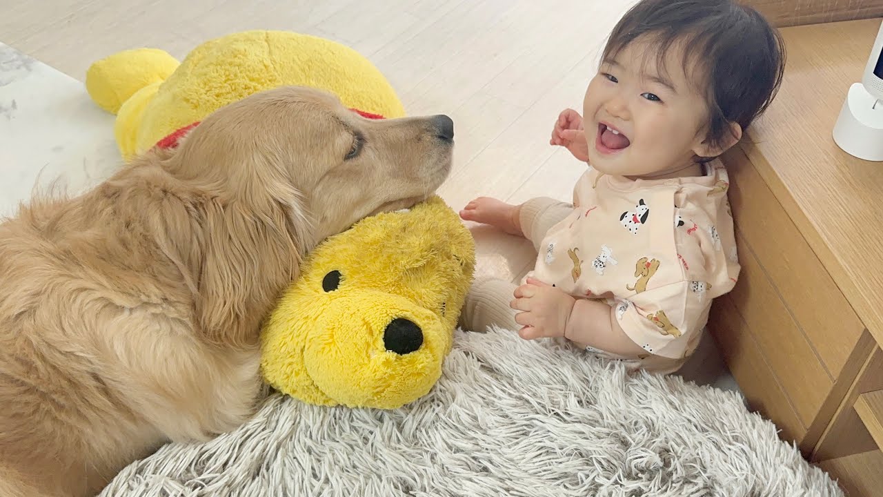 やんちゃな0歳児の行動にも母親のような眼差しで優しく見守るゴールデンレトリバー
