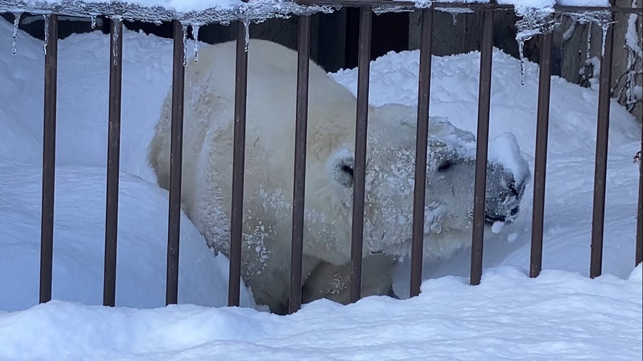20260126:今日の円山動物園