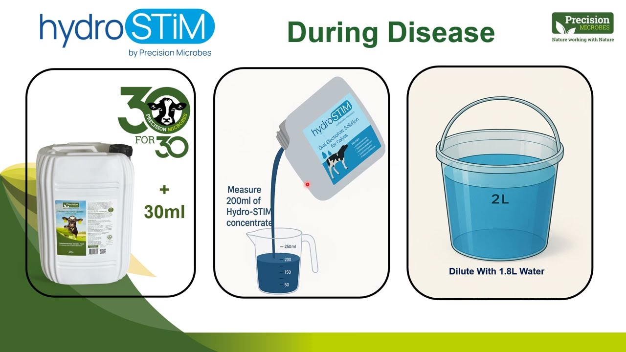 Precision Microbes unique Probiotic and Postbiotic liquid daily in bought in dairy to beef calves