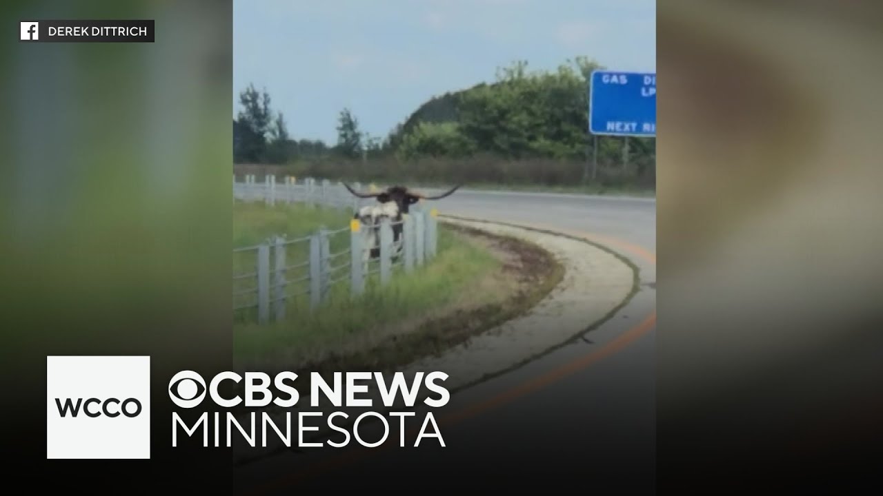Video shows longhorn running along southern Minnesota highway