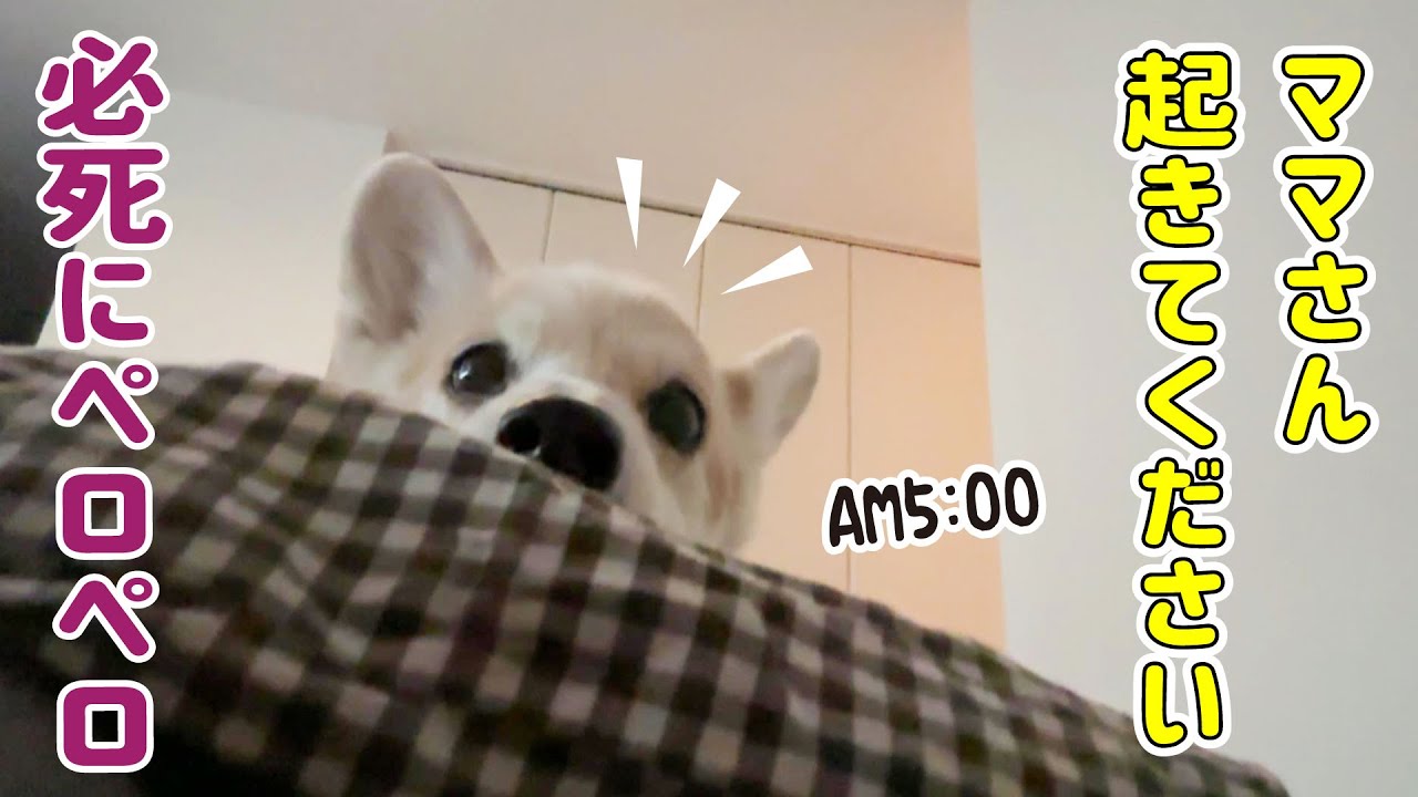 朝5時からペロペロして起こしてくる愛犬に困っています...【パパ不在日】