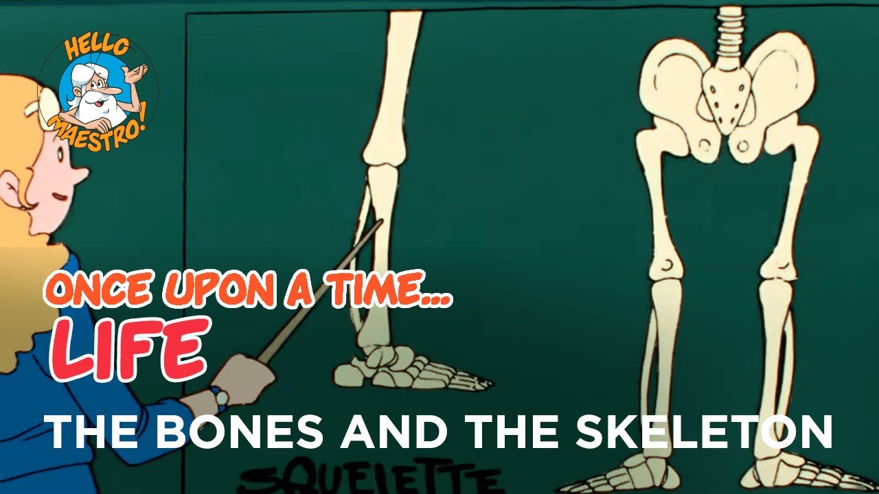 Once Upon a Time... Life - The bones and the skeleton