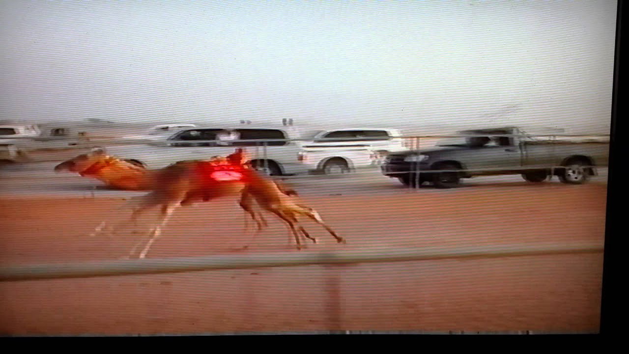 مركاض شليم 2013 جبار