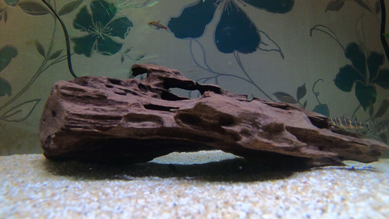 Zebra Loach in Tank #Tropicalfish #Aquarium #Loach #Zebraloach