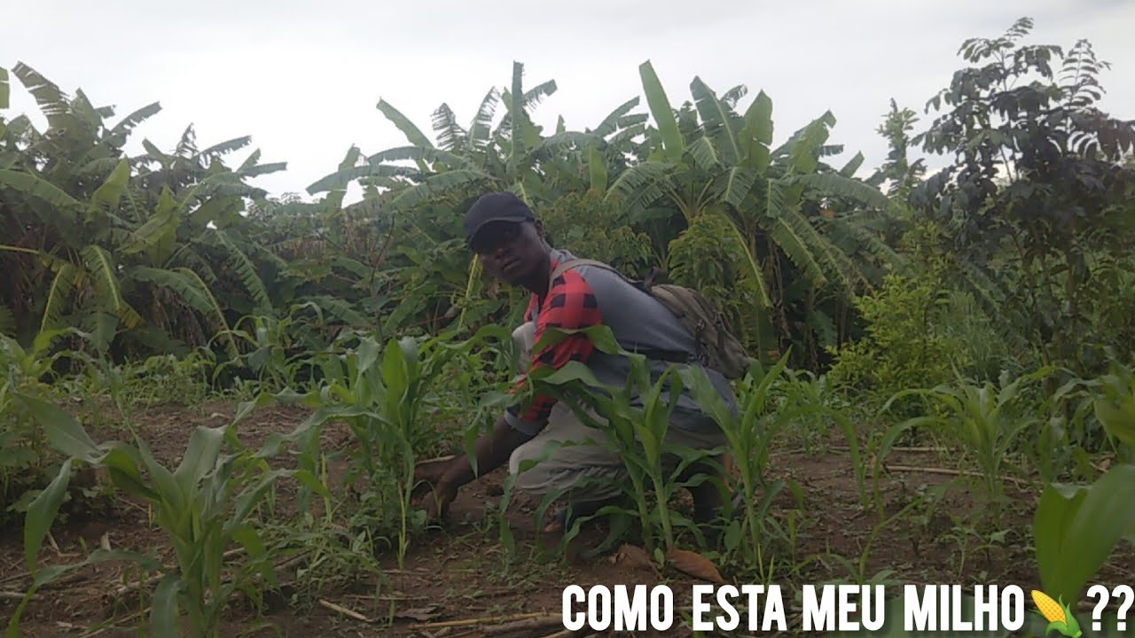 MEU MILHO DA ROÇA CRESCEU MUIITO!!HORA DE FAZER A SACHA