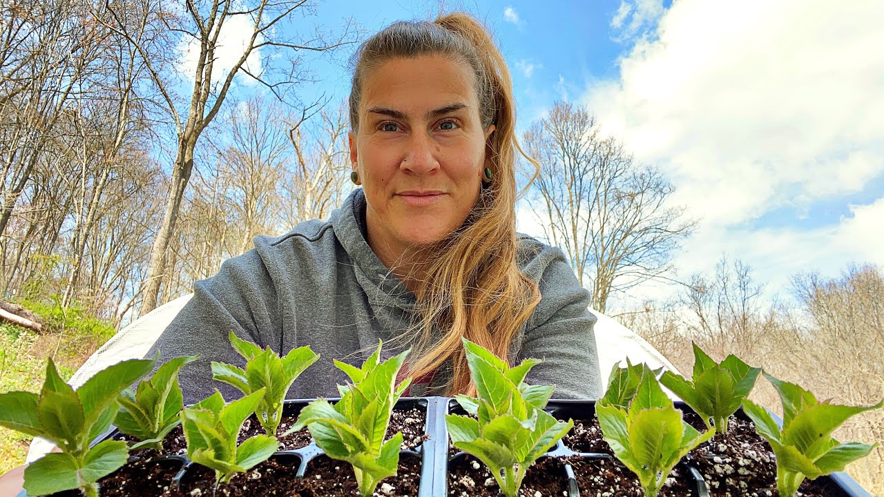 How to propagate plants by cuttings: It’s easier than you think!