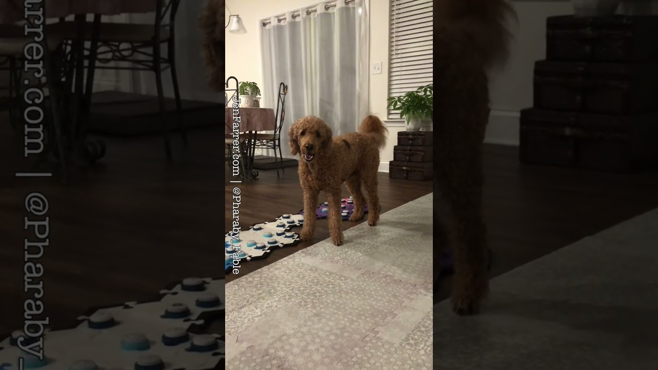 Dog Smells Poisonous Spider & uses AIC Buttons to Tell Mom #AIC #Fluentpet #canineaic #jenandpharaby