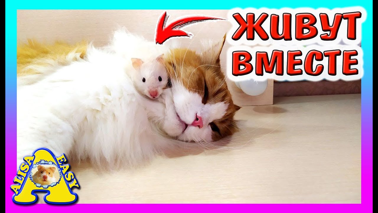 У нас НОВАЯ ПТИЧКА / Хомки Буба и Стеша (ПСЕША), Японские Мышки и котик Вася / Alisa Easy Pets