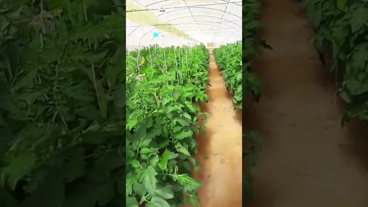 كيفية معرفة وجود العناكب في البيوت المحمية .. ثمار تيماء الزراعية