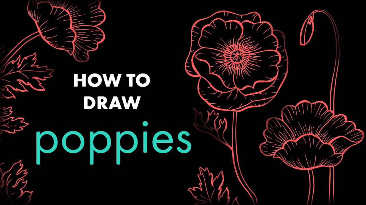 How to Draw Poppy Flowers Using Just a Pen and Pencil!