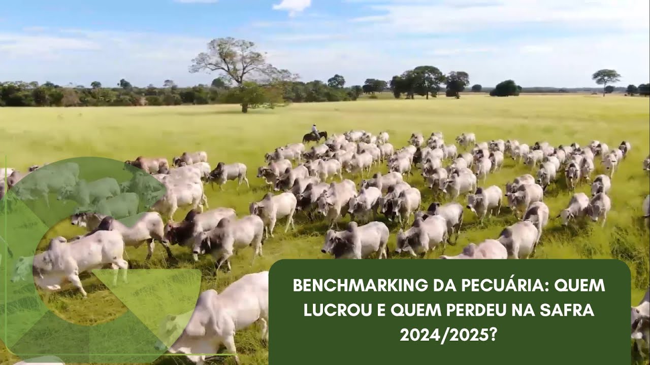 BENCHMARKING DA PECUÁRIA: QUEM LUCROU E QUEM PERDEU NA SAFRA 2024/2025?