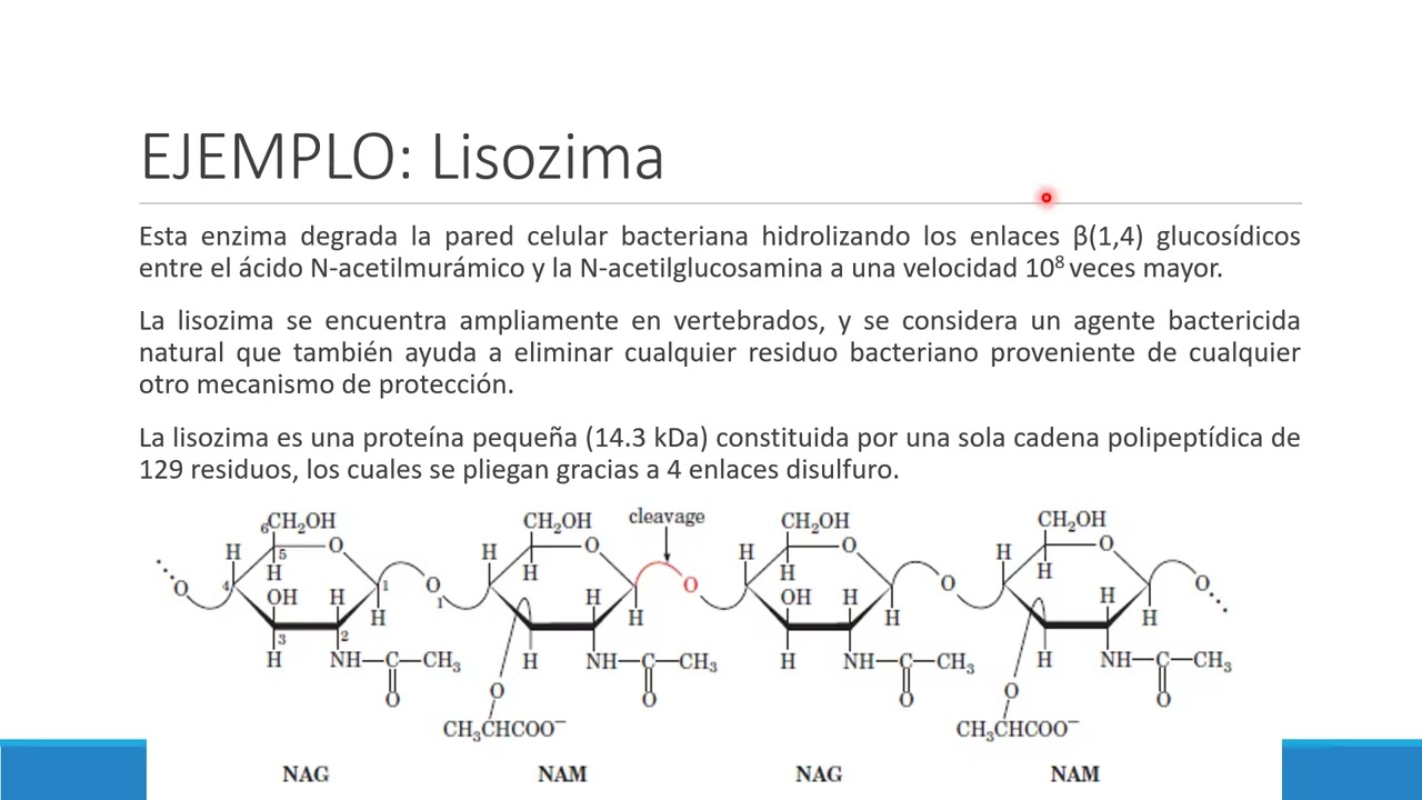 Enzimas