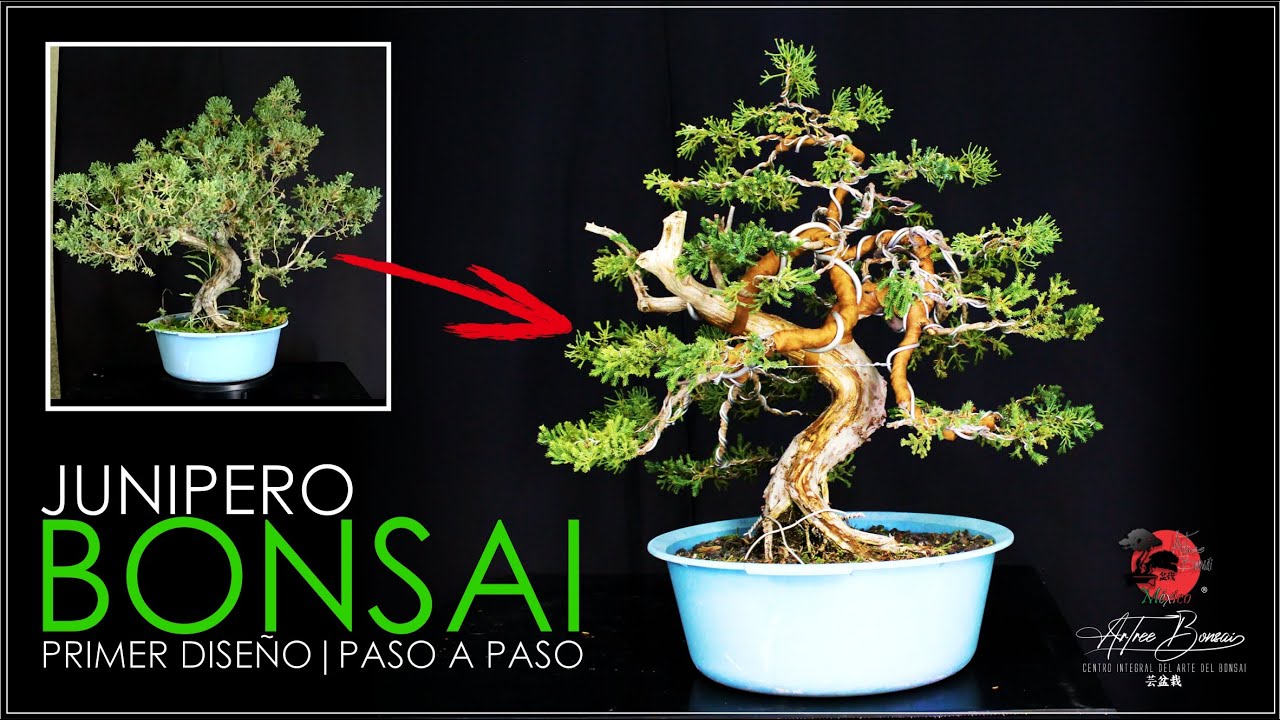 🌳 PRIMER DISEÑO DE BONSAI JUNIPERO | Estilo Moyogi