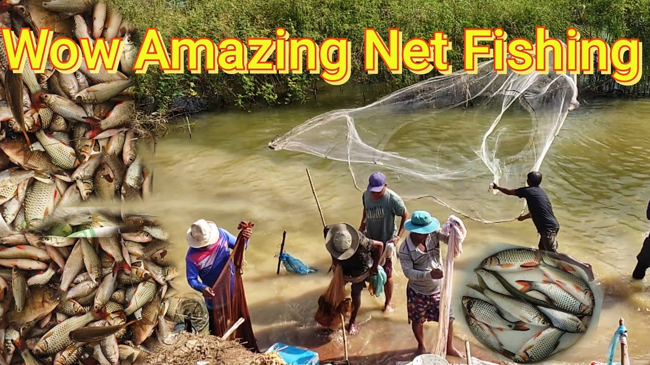 Amazing Cast Net Fishing Awesome Traditional Net Fishing In The Village #rural #countryside #ambient