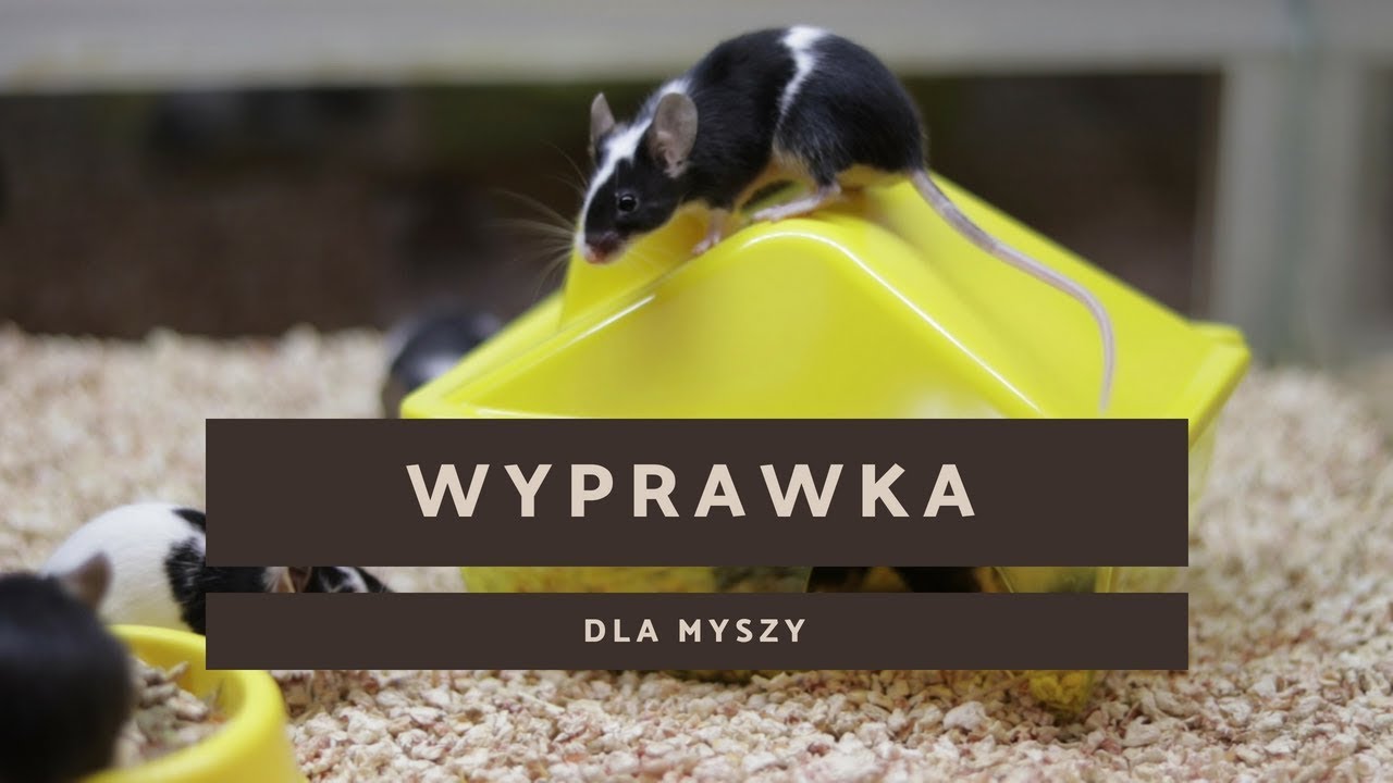 Wyprawka dla myszy