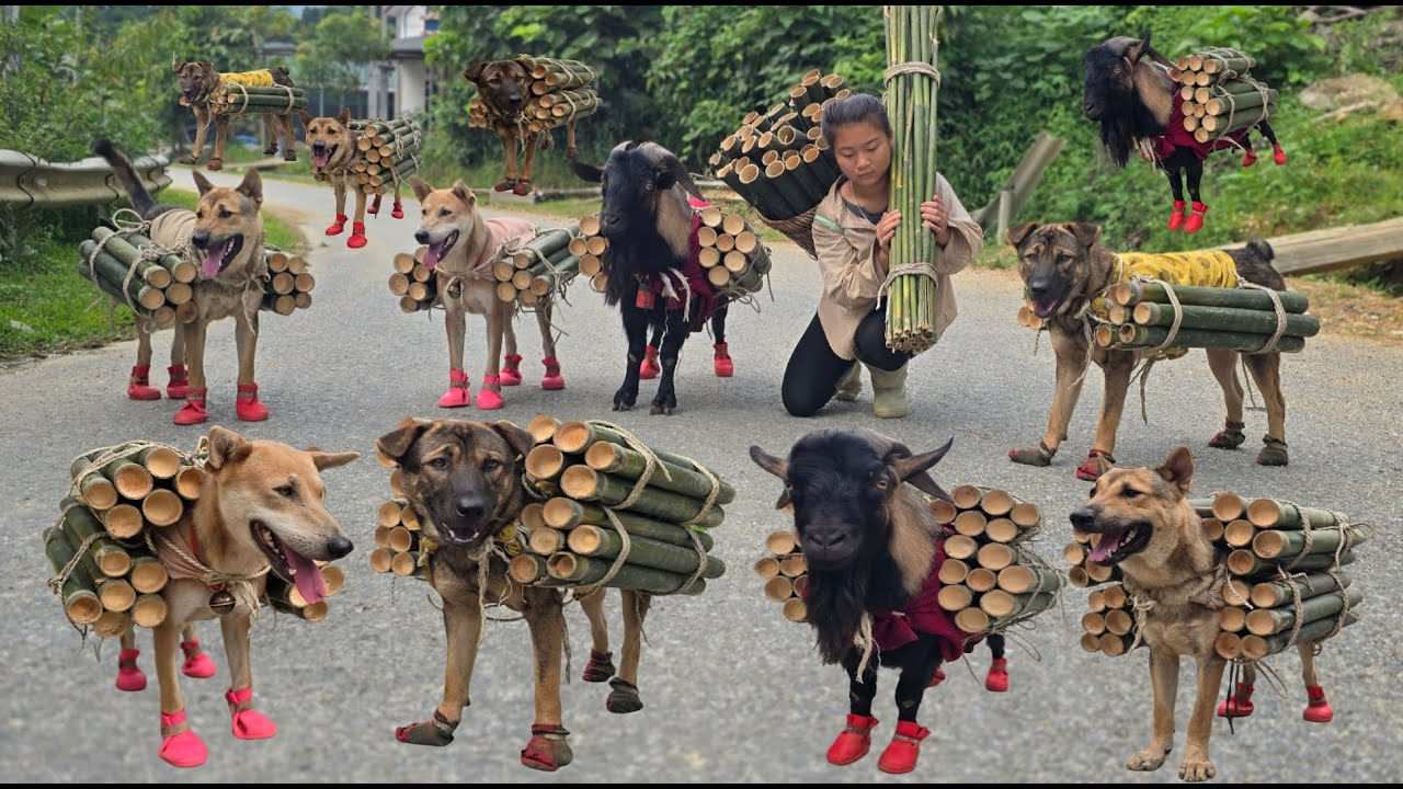 Along with dogs and goats, they carried the bamboo tubes to the market to sell.