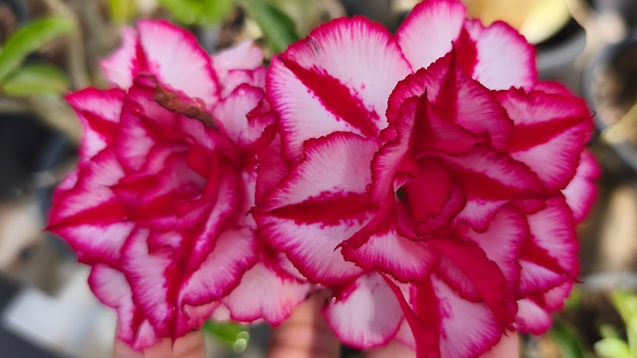 ROSA DO DESERTO SONHOS UM LUXO 😻💕😻