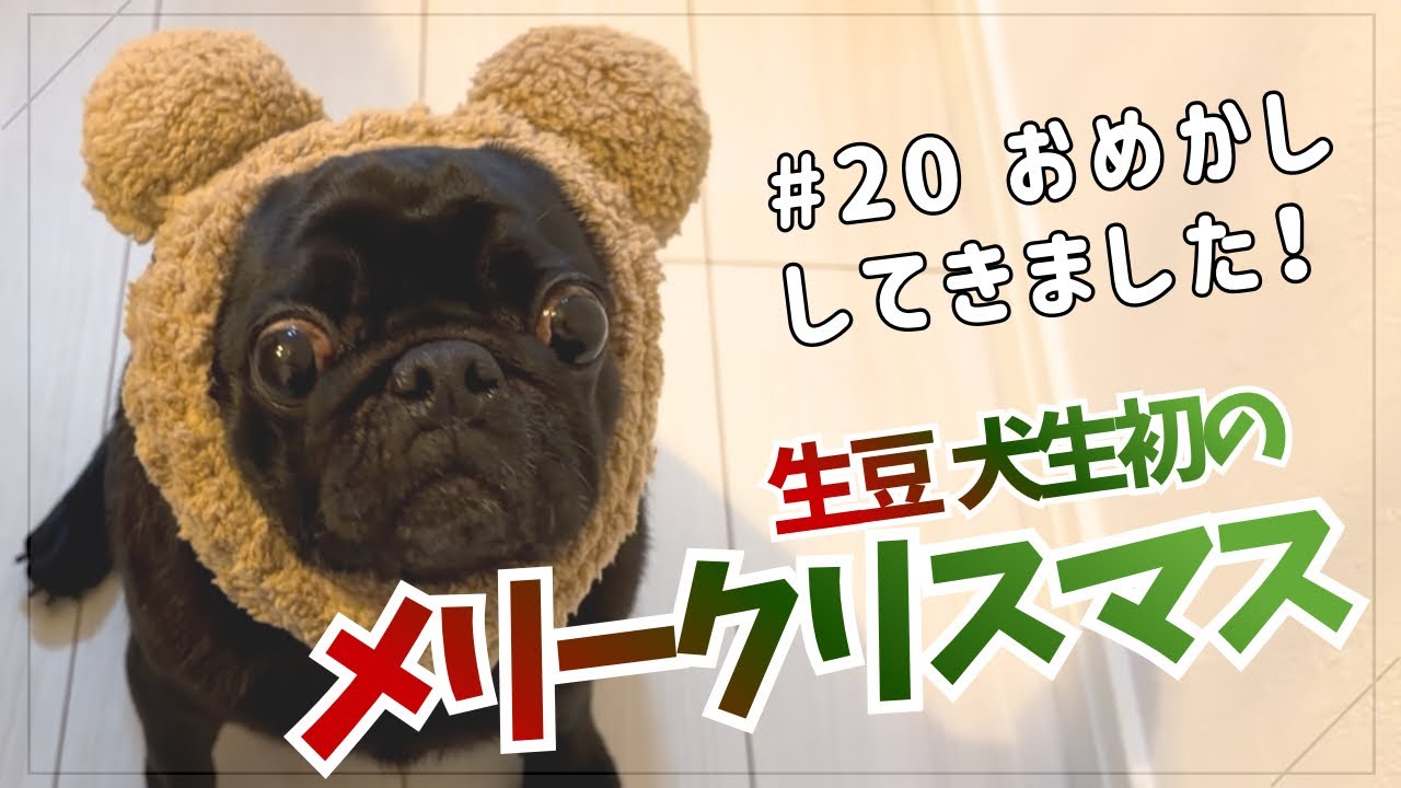 #20 生豆の犬生初のメリークリスマス！おめかししてきました。