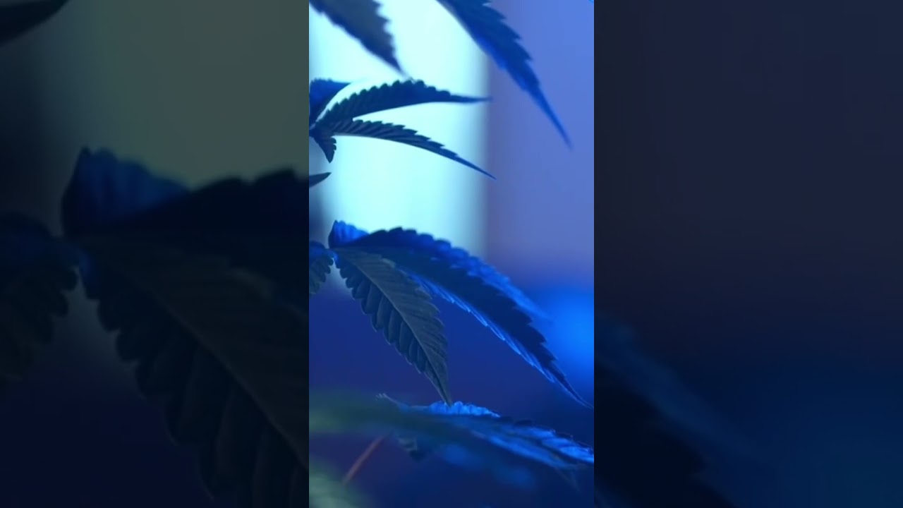 Starting a cannabis farm in South Africa. Part 1