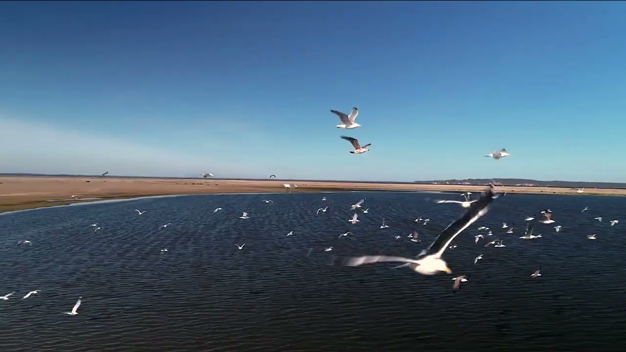 Szczecin lagoon, Poland - From dredged material to thriving natural habitat