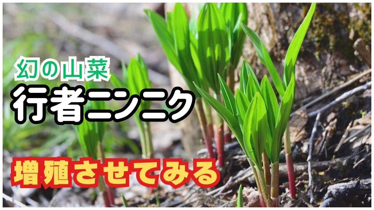 【幻の山菜】行者ニンニクを増植できるのでやってみた　〜家庭菜園〜
