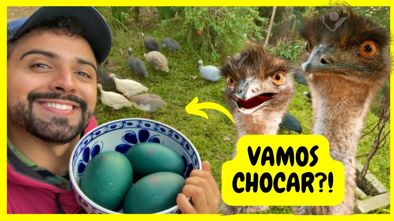 Colocando ovos de Emu para Chocar - Tratando dos Animais - Leitões Mamando | Gutejando