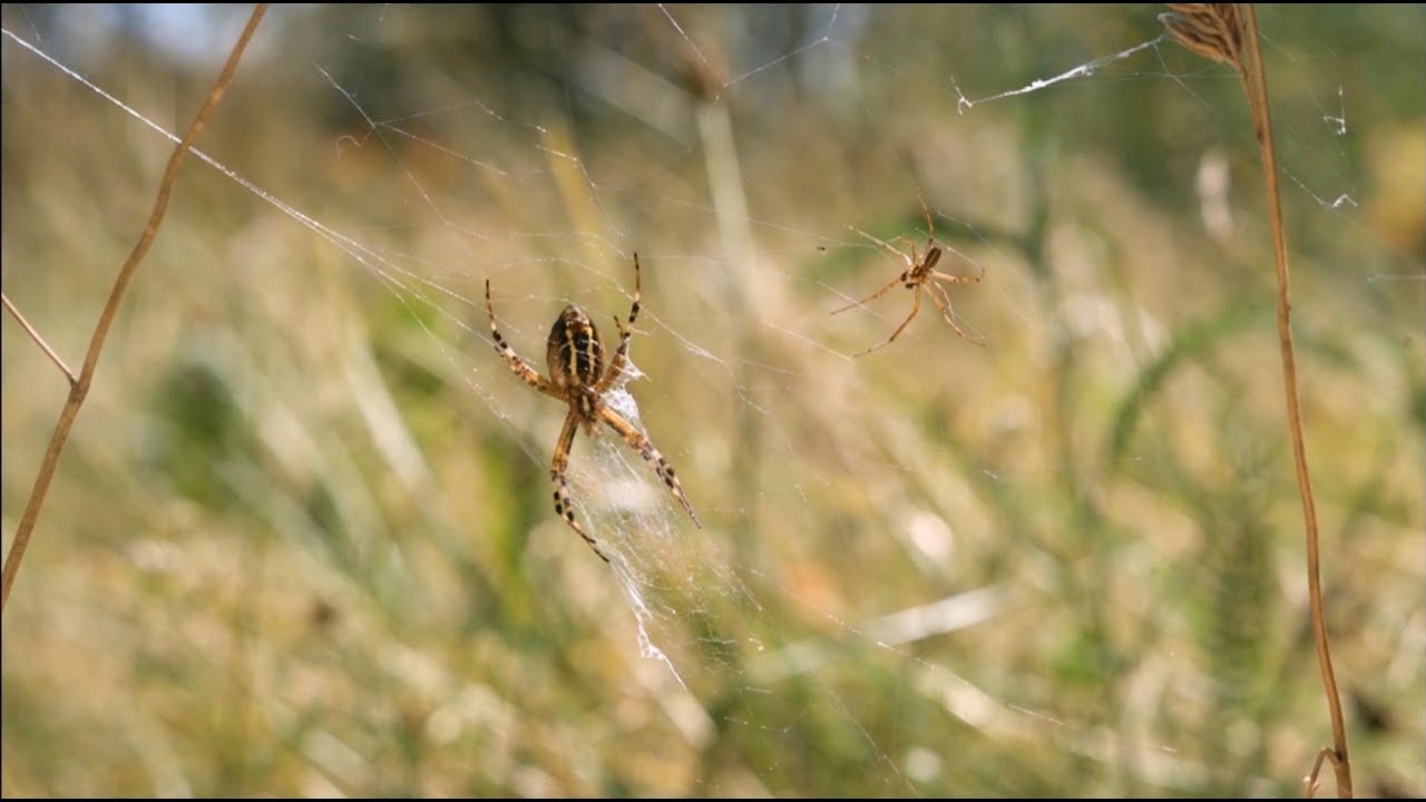 Forschung im Fachbereich Biologie - Verhaltensforschung an Wespenspinnen