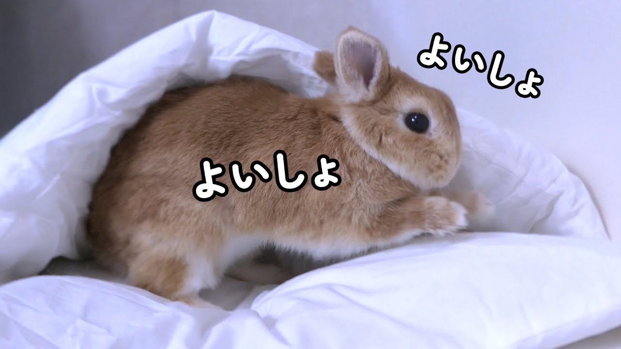 一生懸命にベッドメイキングするうさぎが可愛いので見て欲しい