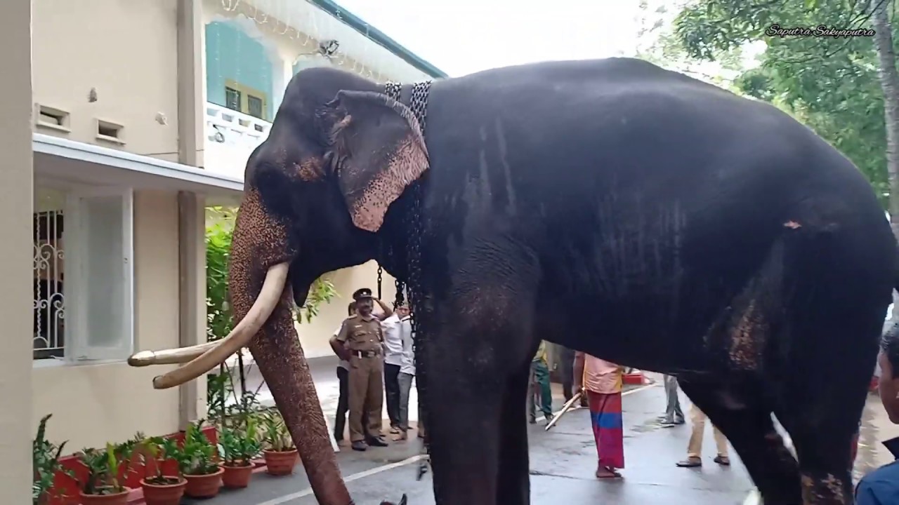 Wasana (වාසනා) Tusker Arrived at Bellanwila Rajamaha Viharaya
