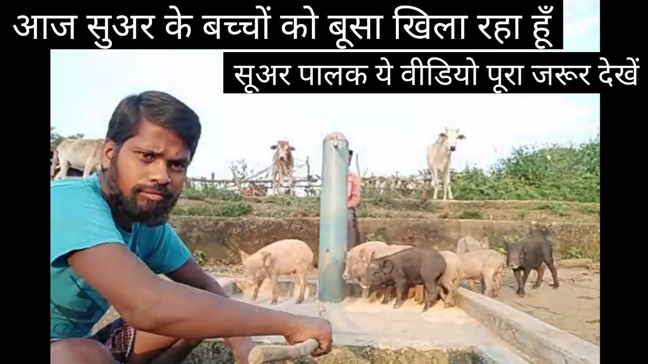 Aaj Suar Ke Bachchon Ko  Busa Khila Raha Him ll Suar Wala Bhai सूवर वाला Bhai ll