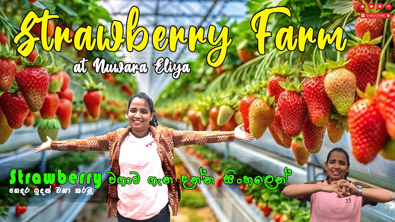 ස්ට්‍රෝබෙරි වගාව ගැන දන්න සිංහලෙන් සරලව | Strawberry Farm at Nuwara Eliya 