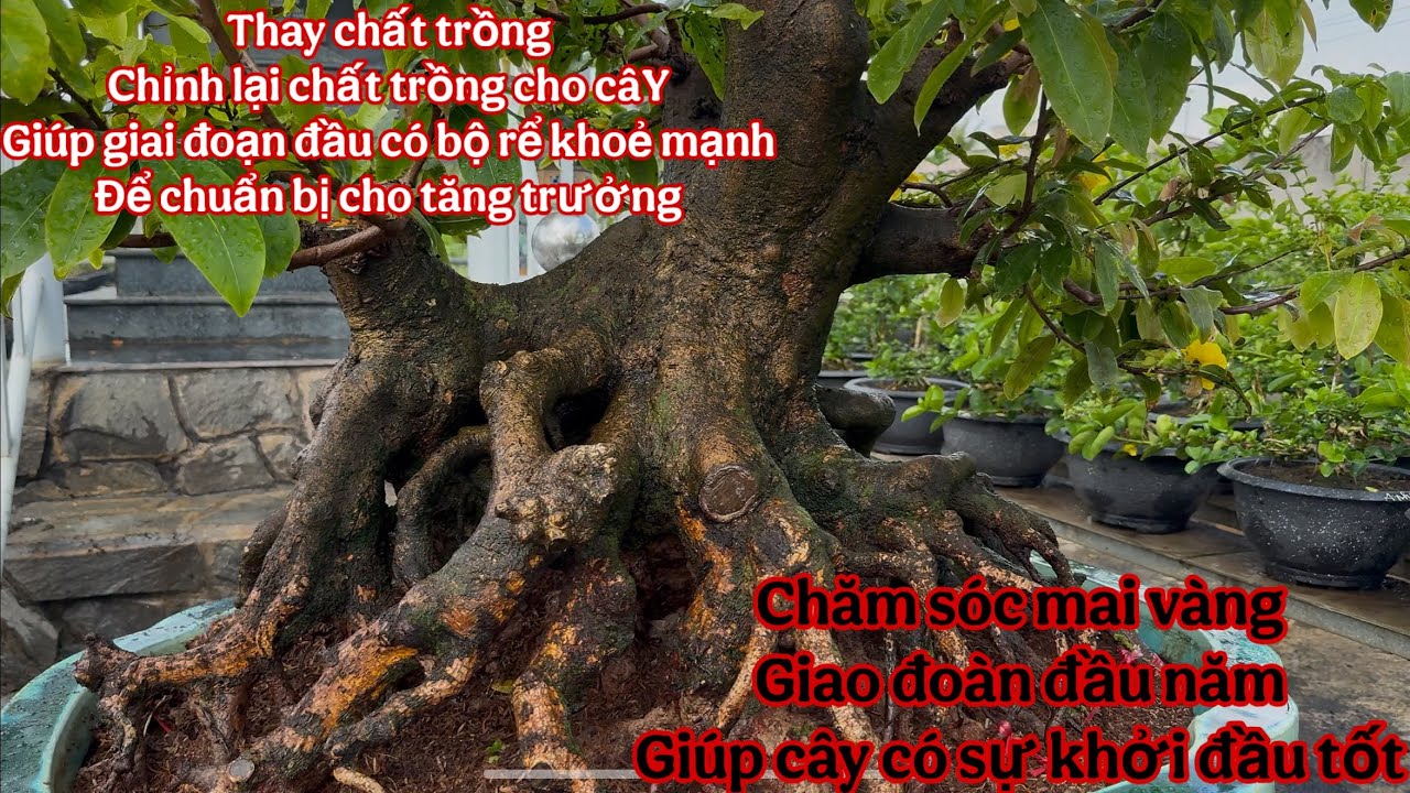 thay chất trồng cho mai vàng - giai đoạn đầu năm kiểm tra chất trồng để tạo bộ rễ khỏe mạnh