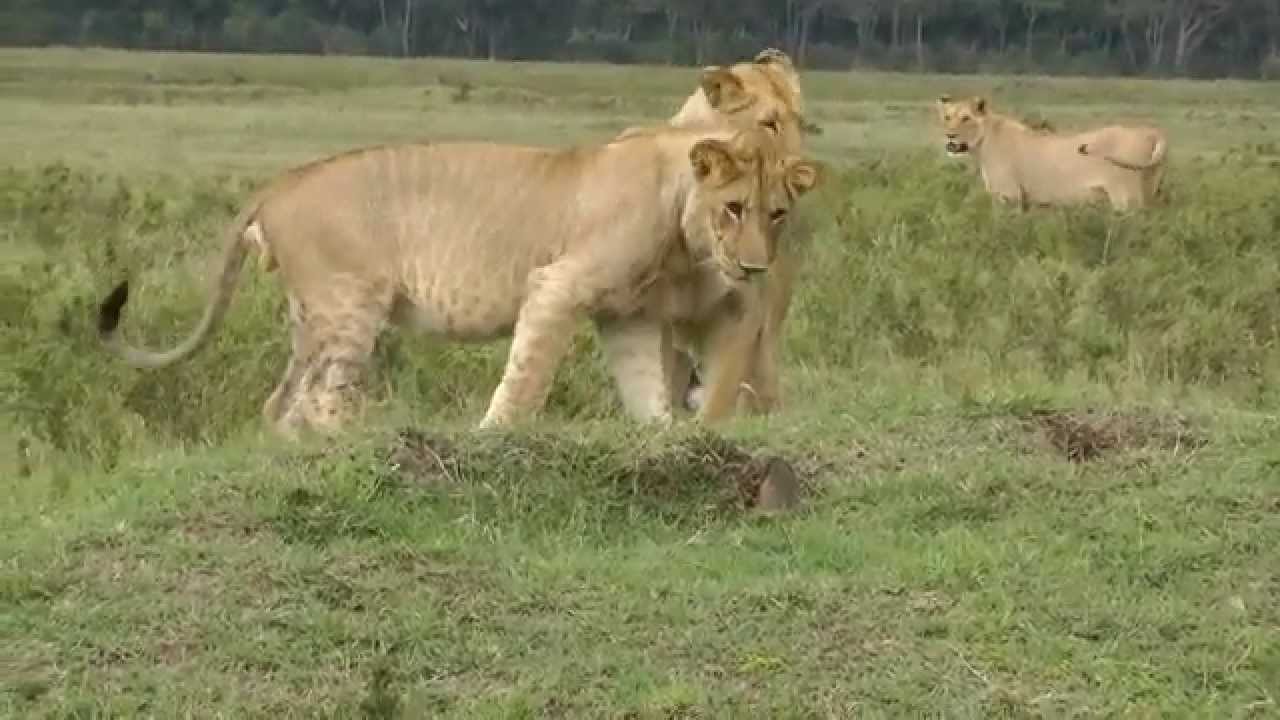 1 Mongoose against 4 Lions - Jerome Guillaumot -  