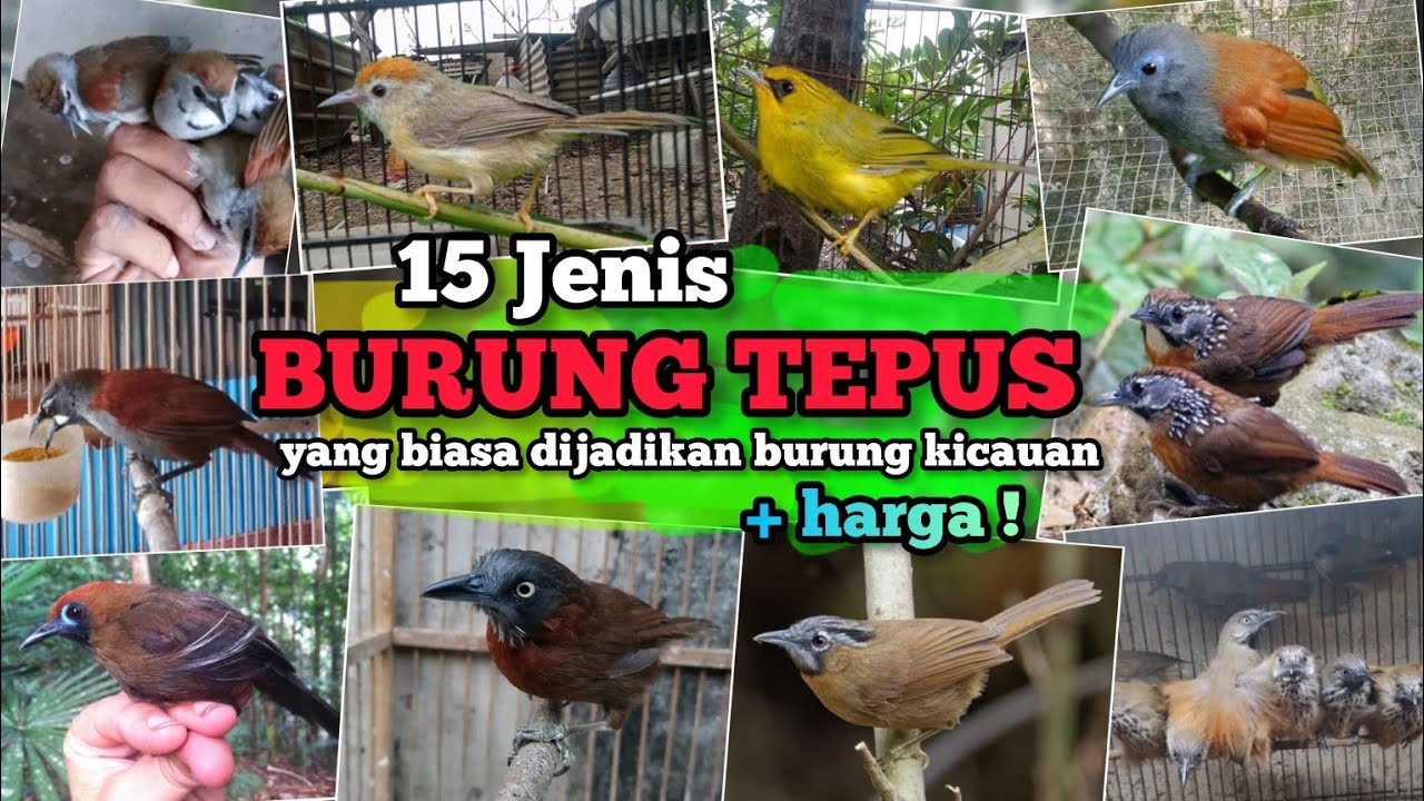 15 jenis burung Tepus ‼️burung kicauan. Disertai harga bahannya