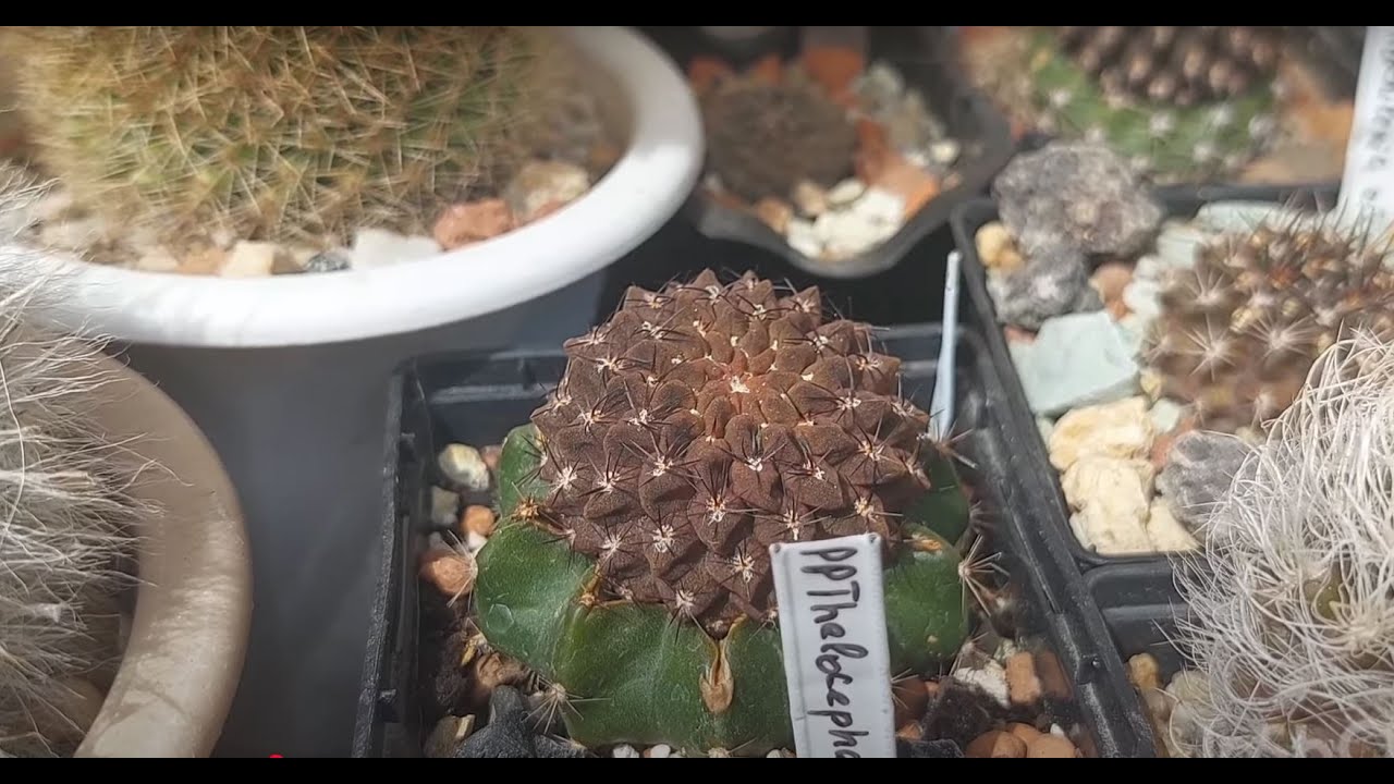 Все о прививках кактусов🤕🌵Как?Зачем?